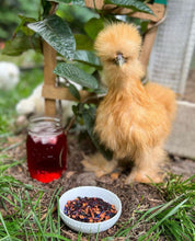 Load image into Gallery viewer, Brahma Mama Blueberry
